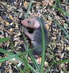 Baby opossum .png