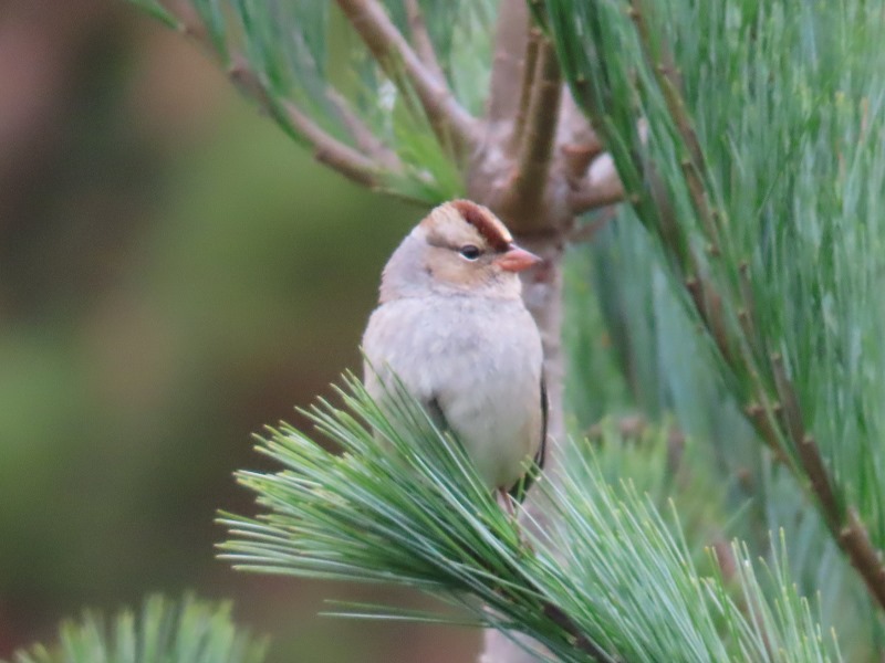 chipping_sparrow1.jpg