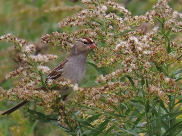 chipping_sparrow2.jpg