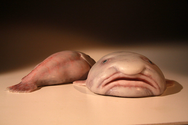 blobfish.jpg