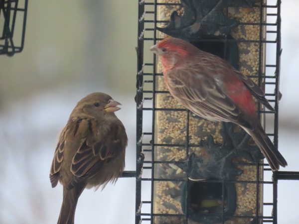 finches240115.jpg