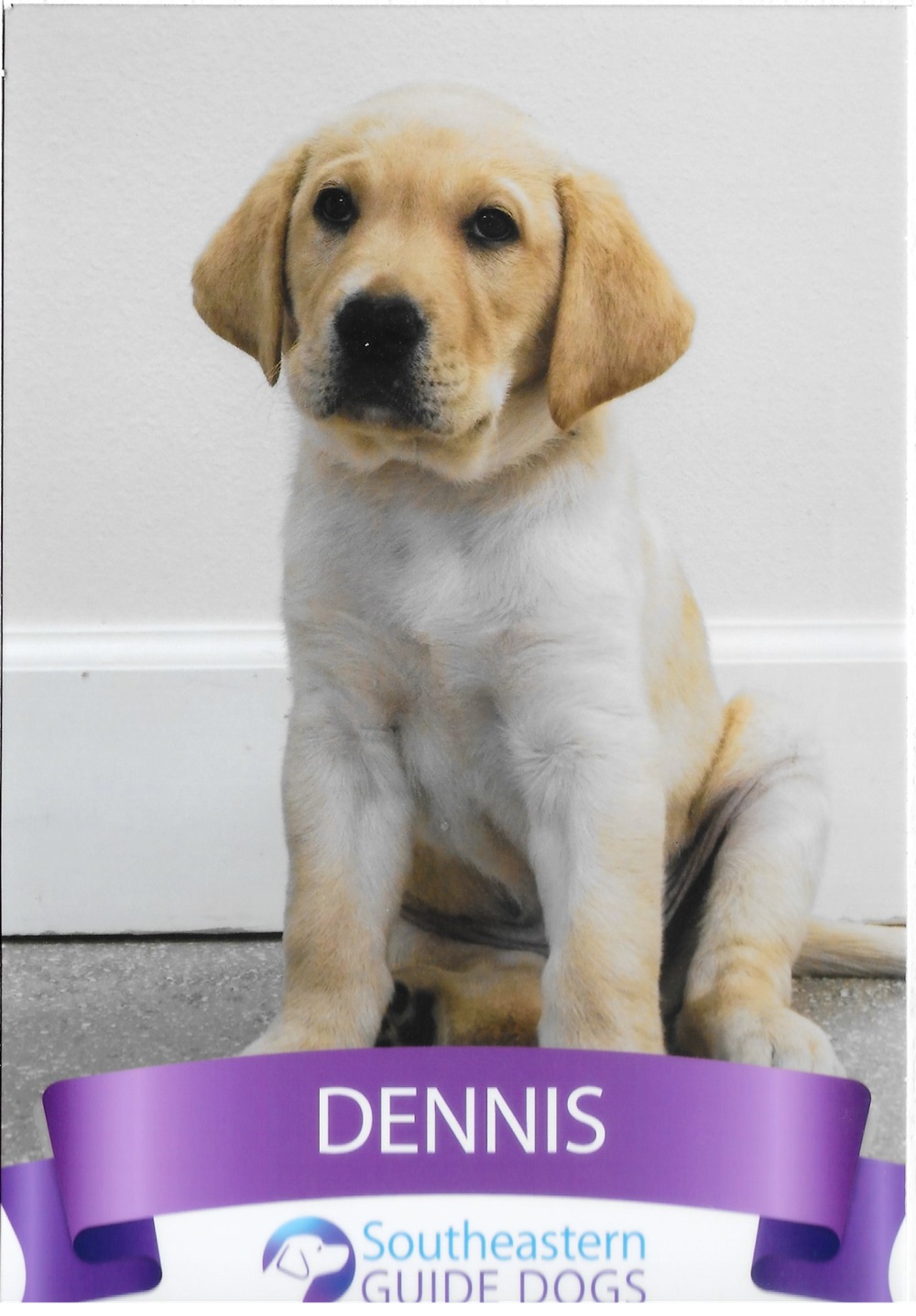 Puppy Dennis.jpg