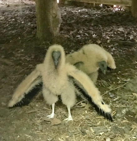 Baby Vultures.png