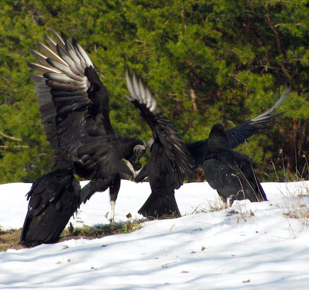 Black Vultures fight Feb 10.jpg