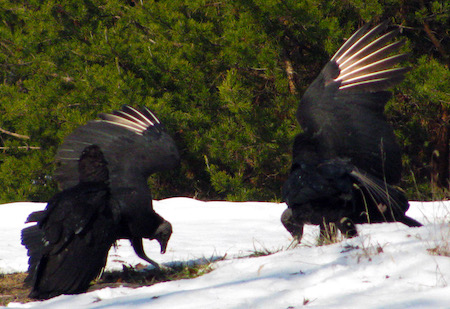 Black Vultures Bowing Feb10.jpg