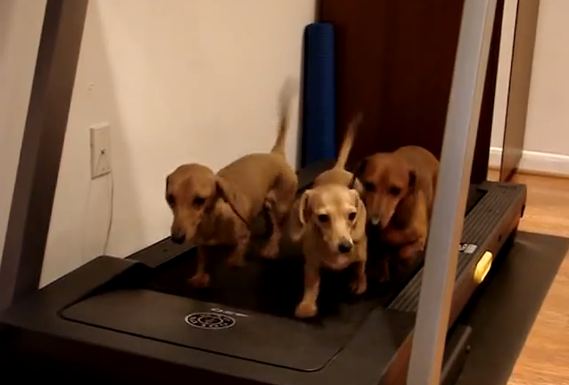 Wienerdog Treadmill.png