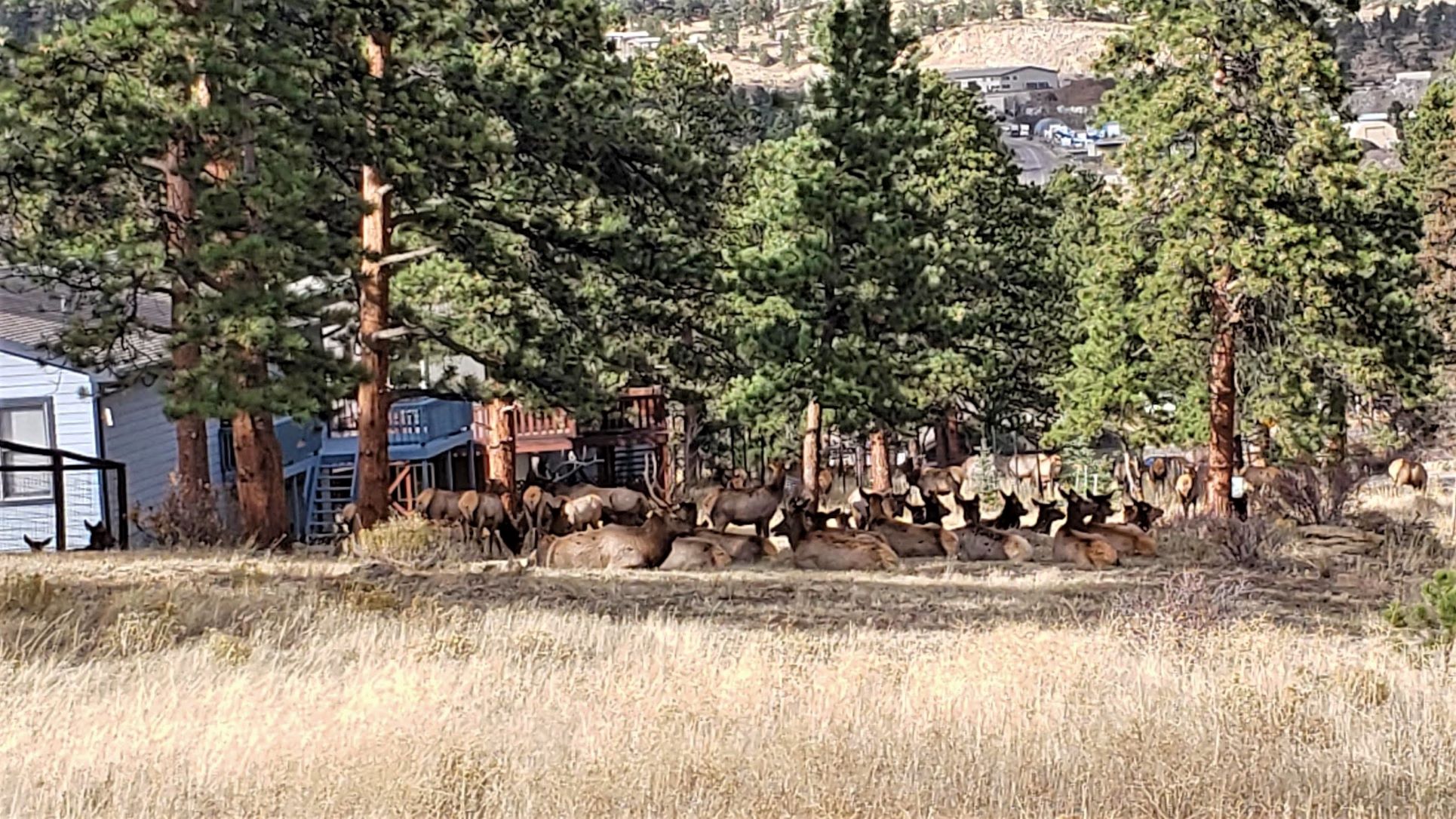 Elk Estes Park sm.jpg