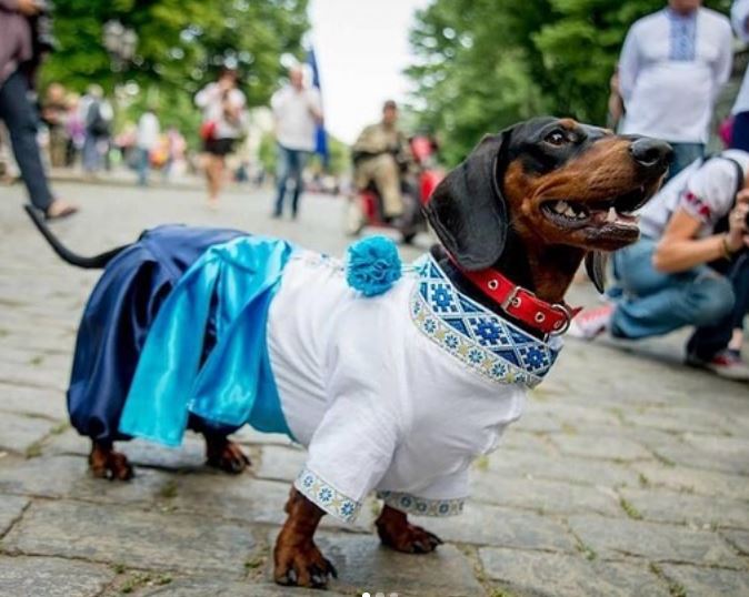 Ukraine Dachshund 2.JPG