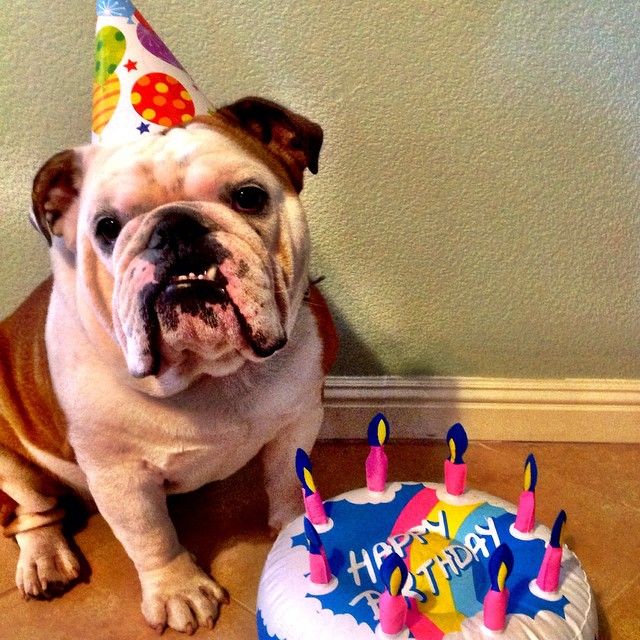 bulldog birthday.jpg