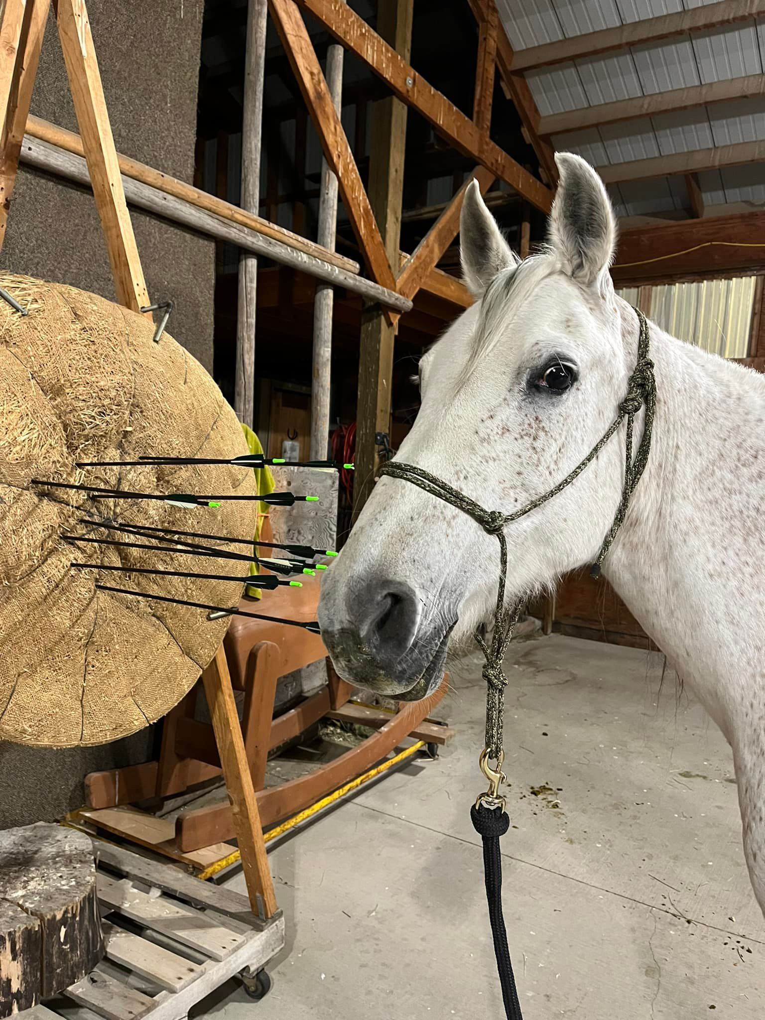 Nejed Nijm Zarik contemplates her fate as a mounted archery competitor.jpg