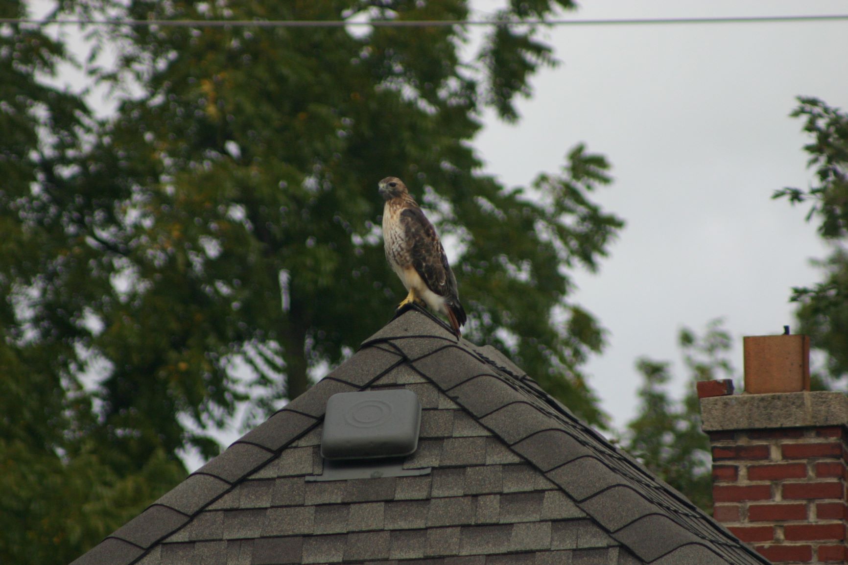 Hawk on house2.JPG