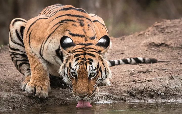 bengal-tiger-drinking-db06f10b334f4d589f9b891f492ccb4a_kindlephoto-11173379.jpg