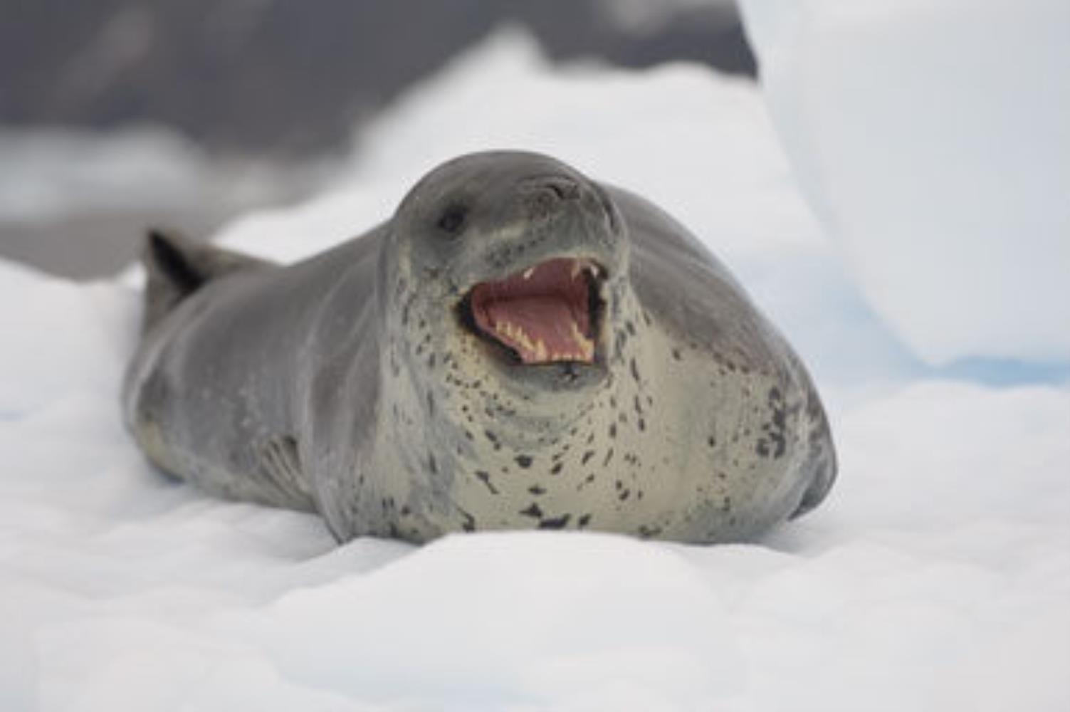 leopard-seal.jpg