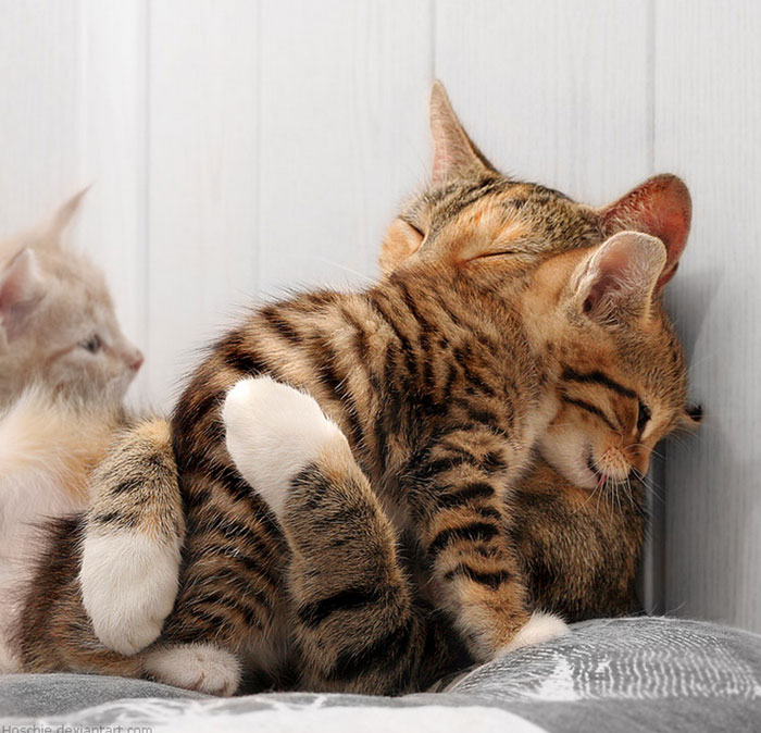 cats-hugging.jpg