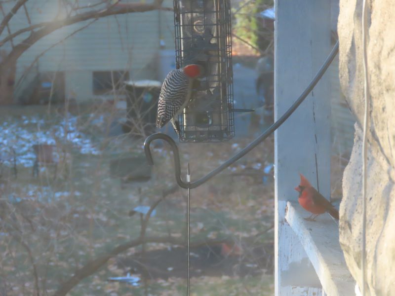 wood and cardinal sm.jpg