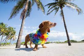 Beach Dachshund.jpg