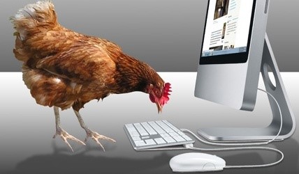 Rooster Typing.jpg