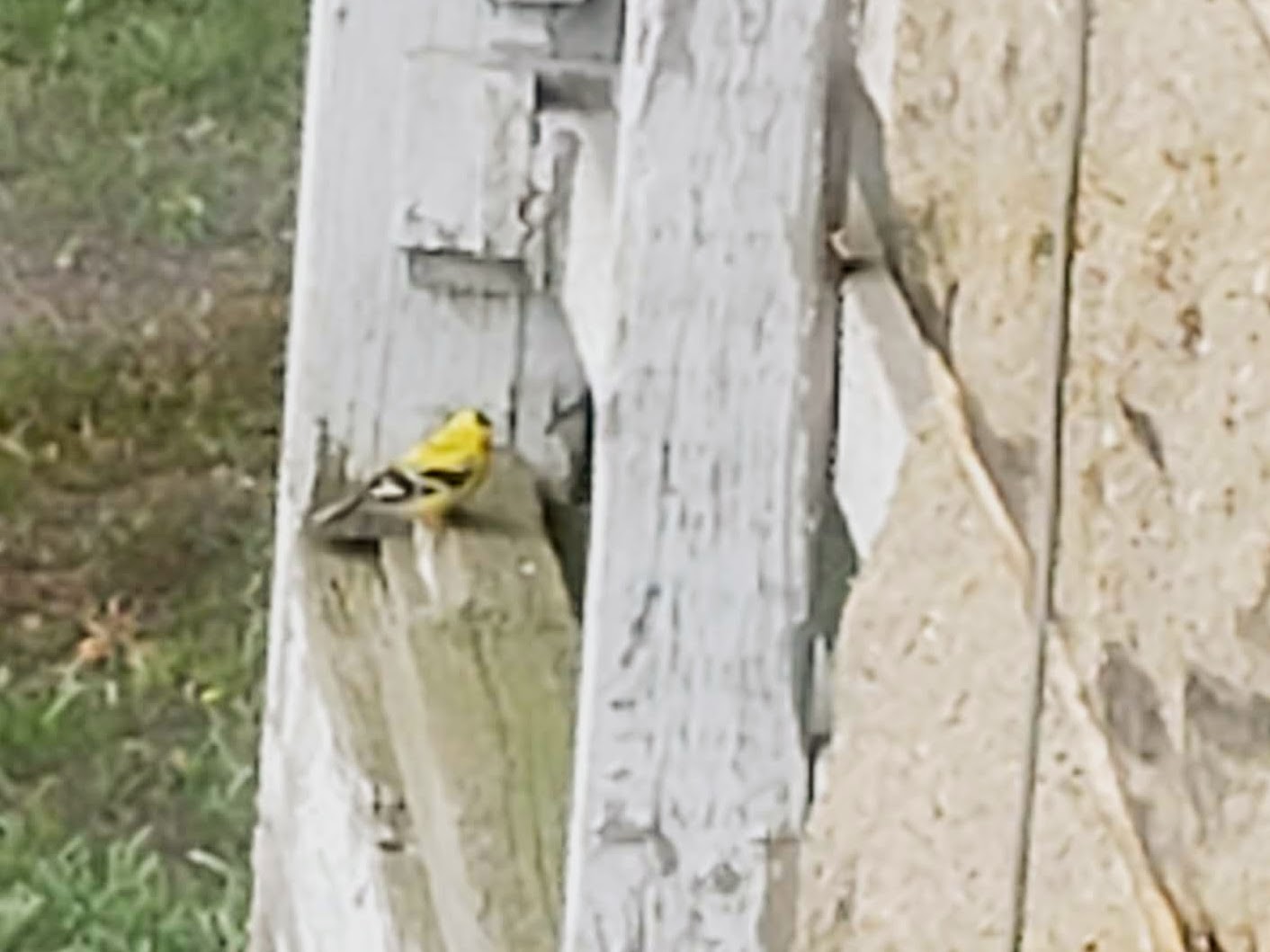 goldfinch.jpg