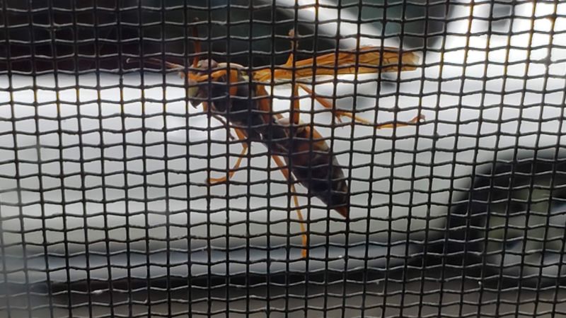 Paper Wasp sm.jpg