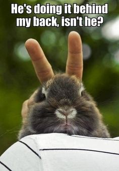 bunny ears.jpg