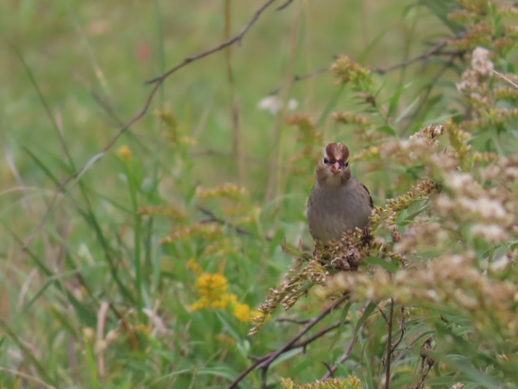 chipping_sparrow3.jpg