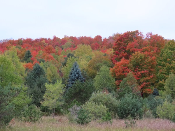 elberta_trees.jpg