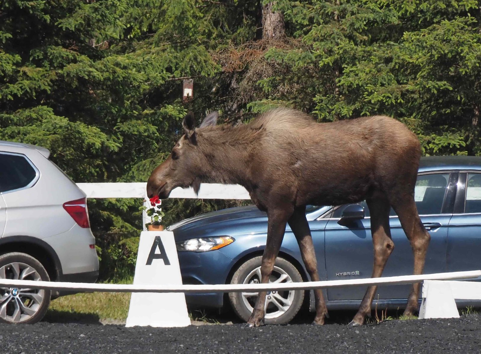 alaska_dressage.jpg