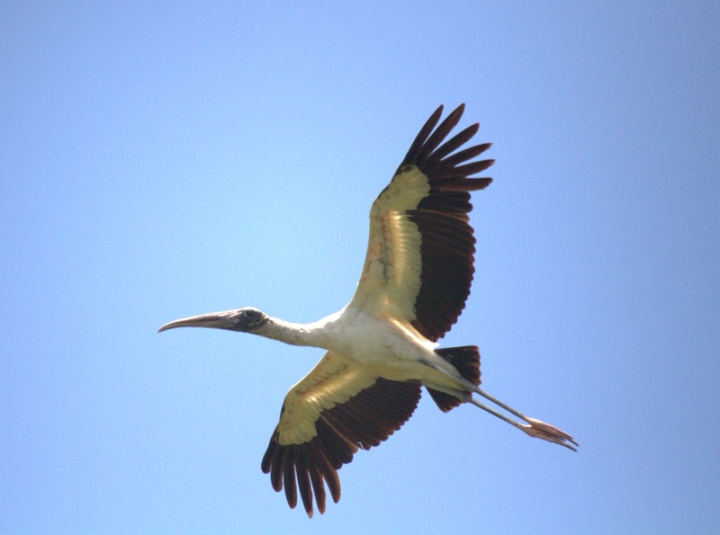 Stork_Flight.jpeg