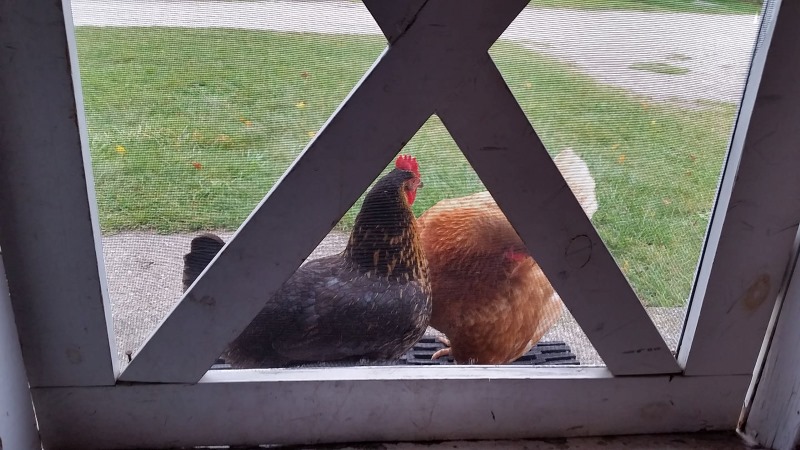 chickens at door.jpg