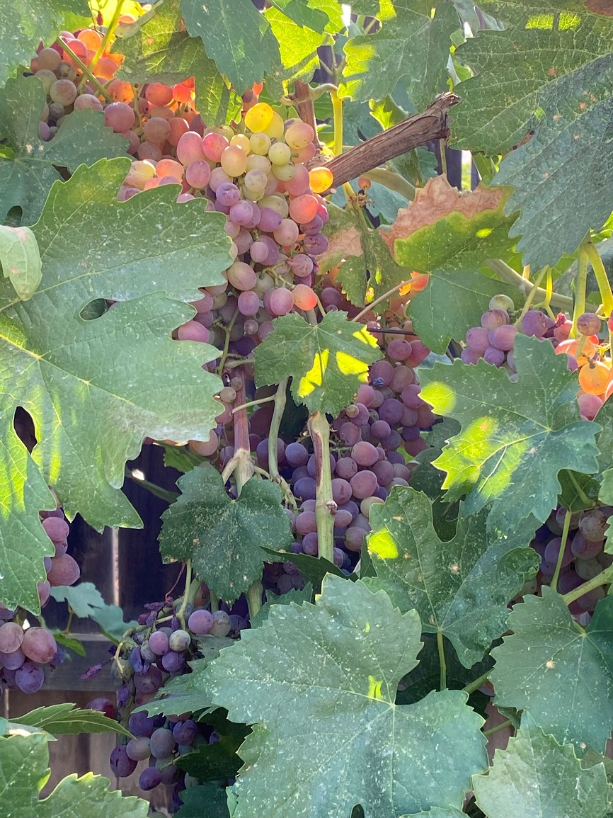 Vinifera grape 'Monukka'