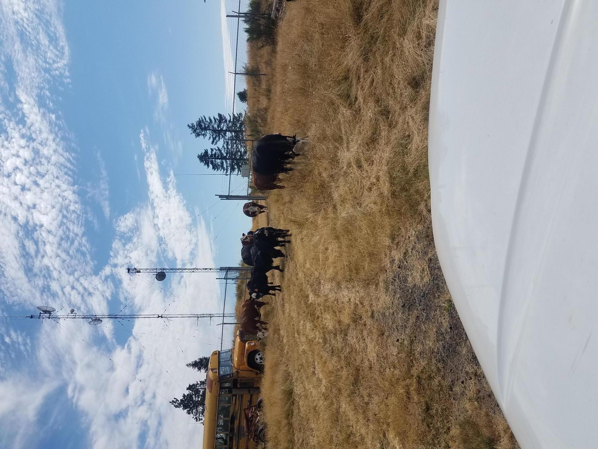 cows on hills.jpg