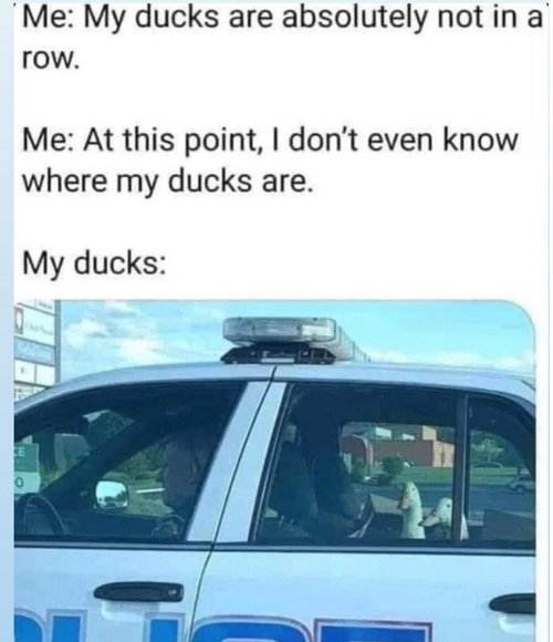 ducks.png