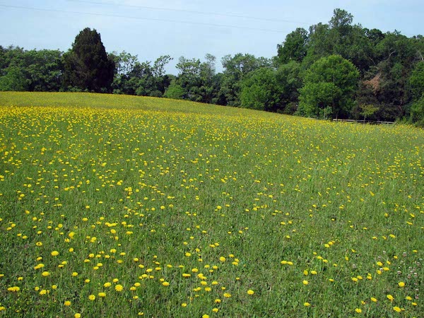 Dandelions .jpg