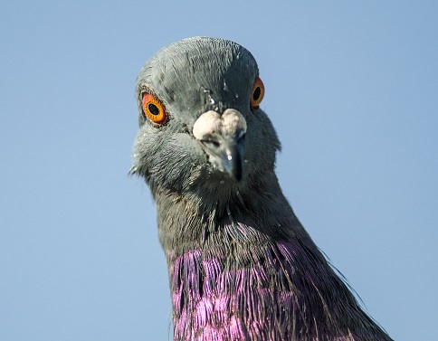 pigeon.jpg