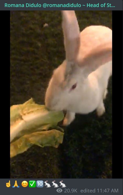 Romana Rabbit.JPG