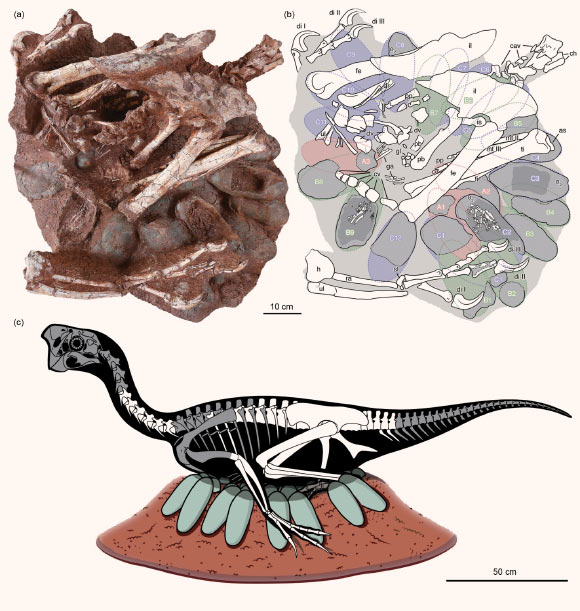 image_9434_2-Oviraptorid-Nest.jpg