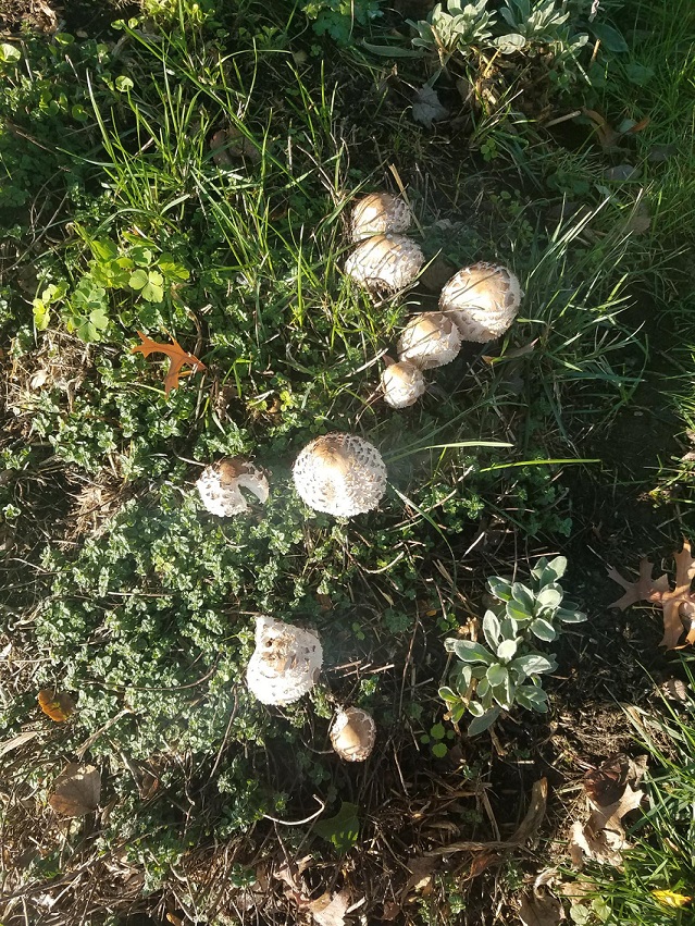 20211016_mushrooms.jpg