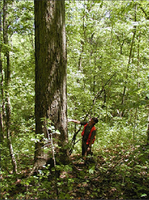 revised-old-growth-white-oak-tree.jpg