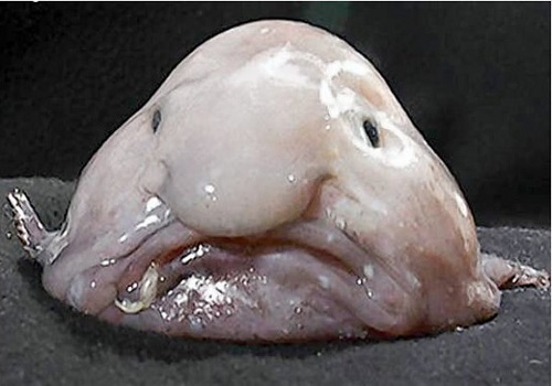 blobfish.jpg