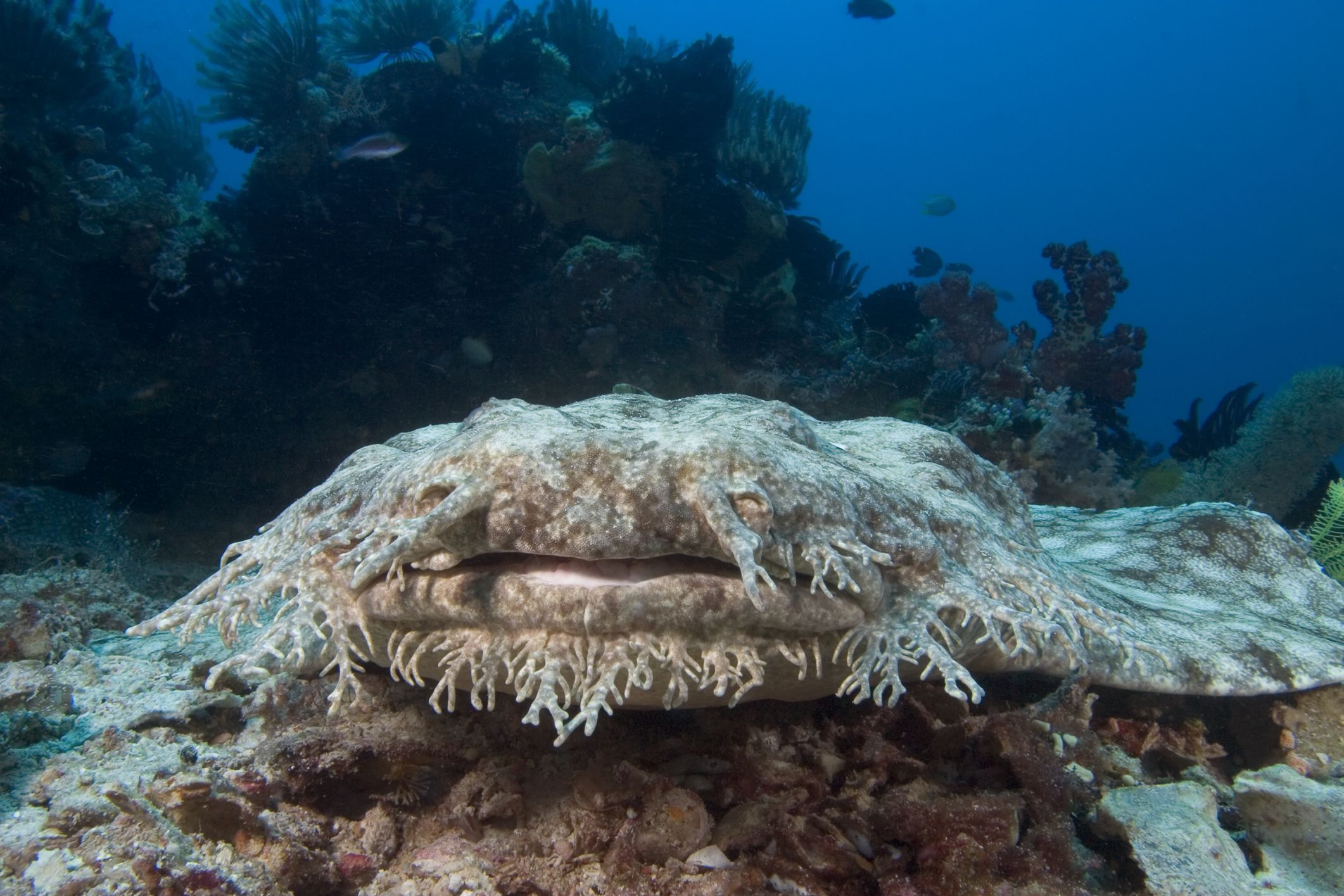 tasselled-wobbegong-Shark.jpg