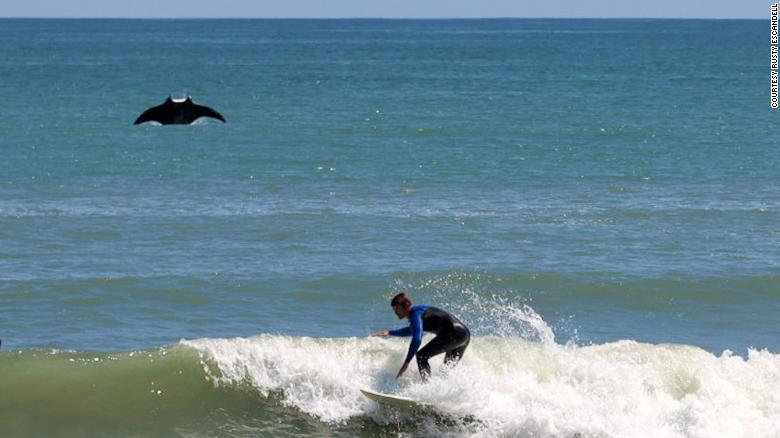 210317160833-manta-ray-surfer-exlarge-169.jpg