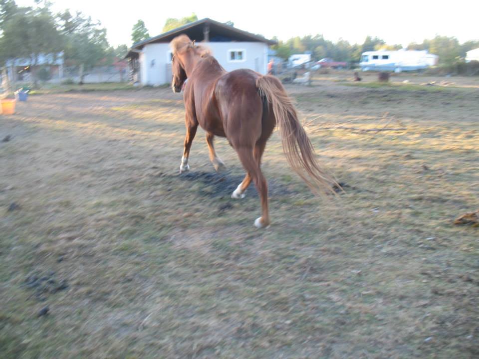 Donald sprinting to the food bucket.jpg