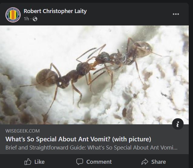 Ant Vomit.JPG