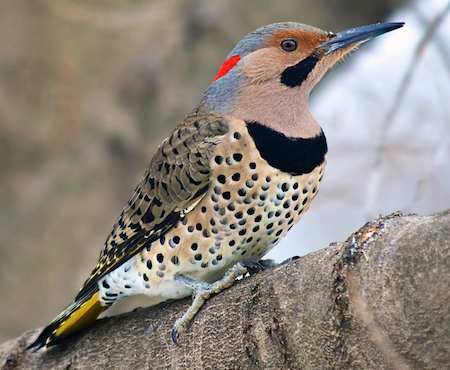 Yellow-shafted Northern Flicker.png