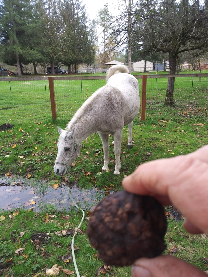 Fajr water crossing and horse cookie Nov 3 2021.jpg