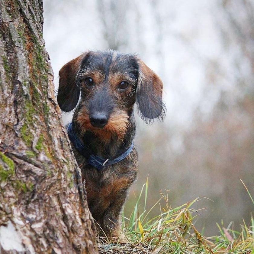 Ukraine Dachshund.JPG