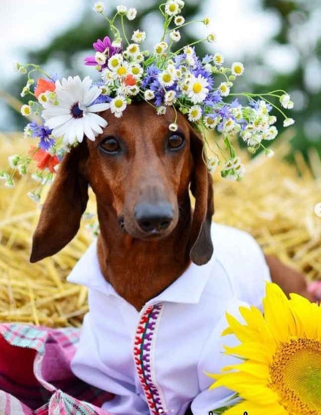 Ukraine Dachshund 3.JPG