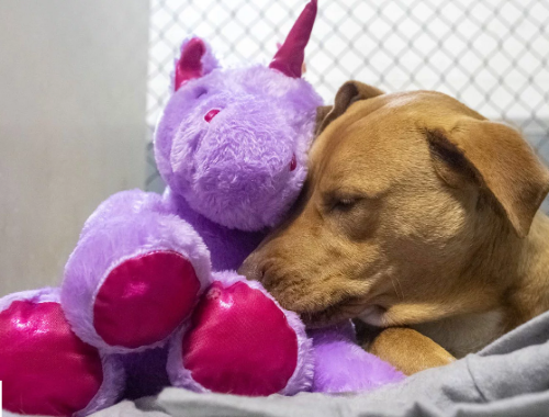 Screenshot_2021-03-27 A Dog Who Kept Sneaking into a Dollar General for a Unicorn Toy Gets His Plush and a New Start.png