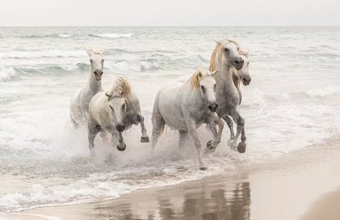 Wild-horses_Matjaimic_Slovenia_NationalAwards_NaturalWorldWildlife_2022-78405d8d076e4fe284b4449975191b96_kindlephoto-7227766.jpg