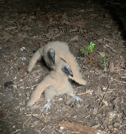 Black Vulture babies.jpg